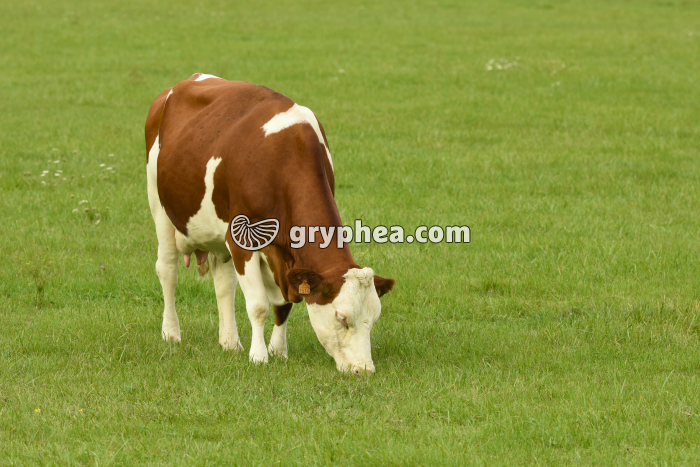Vache broutant de l'herbe (Bos taurus) - gryphea.org